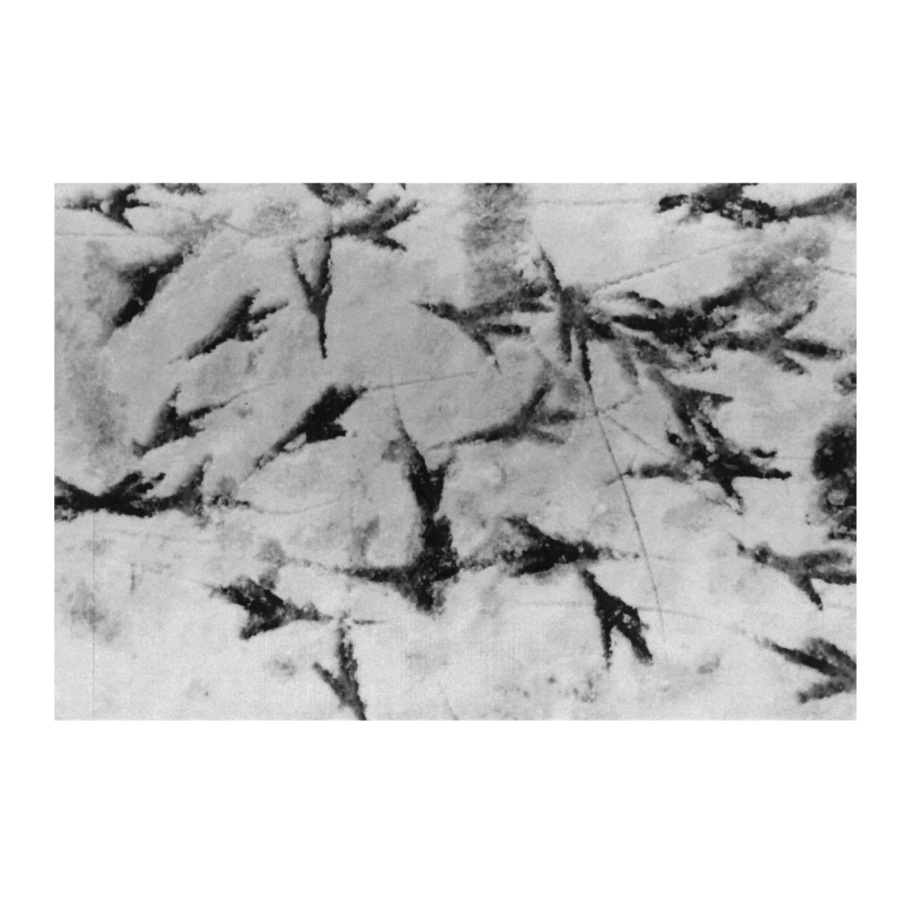 鴉 RAVENS』by Masahisa Fukase（深瀬昌久） 写真集 深瀬昌久 出版社