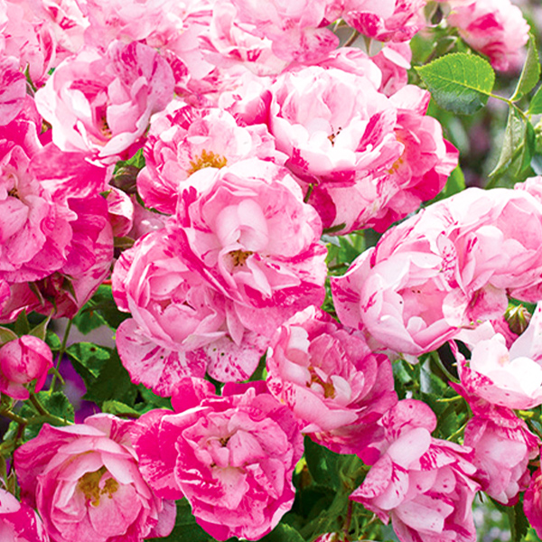 PW公式オンラインストア / バラ フラワーカーペット(R) ローズ ピンク