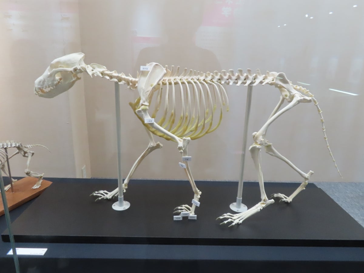 ネコ展（2／3） | あさっても天気になぁれっ！