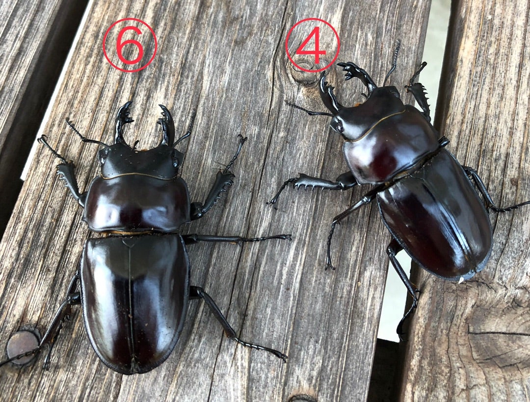 ヤエヤママルバネ屋良部 種親紹介 | uzi-2のブログ