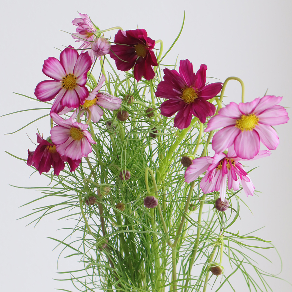 08直前!FJ】コスモス スイートシックスティーン(ピンク系) - 花材通販