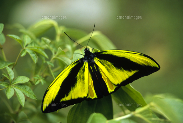 ゴライアストリバネアゲハのオス[32258001933]の写真・イラスト素材