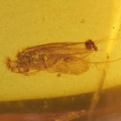 ZB369虫入り琥珀化石 ミャンマー カムティかタナイ産 9900万年前