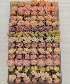 Top【選抜株】多肉植物 24524ミックス苗 105個 プラグトレー苗 - メルカリ