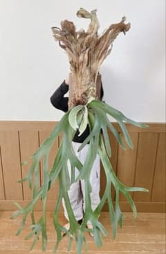 特大ビカクシダ ウィリンキーwild