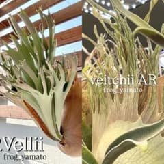 Veitchii AR × vellii mix sporeビカクシダ ベイチー - メルカリ