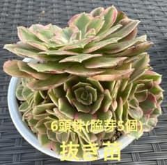 断*K様 アエオニウム ピーコックフェザー錦③⭐️お買い得 - メルカリ