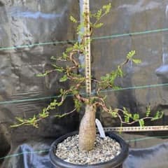 オペルクリカリア ボレアリス - メルカリ