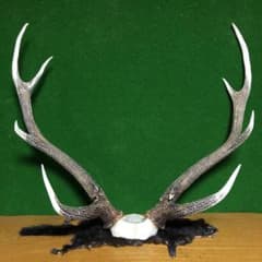 m81989618750_1.jpg?1680909577