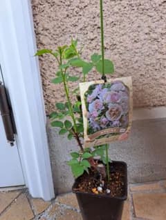 m91708391835_1.jpg?1745292540