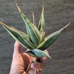 2026年最新】ピングイキュラ 斑入りの人気アイテム - メルカリ