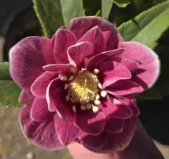 広瀬園芸 クリスマスローズ オーレア系 ピンクグラデーションdd