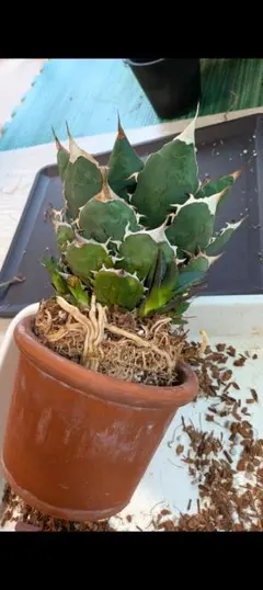 2026年最新】イラン株 アガベの人気アイテム - メルカリ