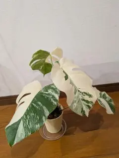 2026年最新】モンステラホワイトタイガーの人気アイテム - メルカリ