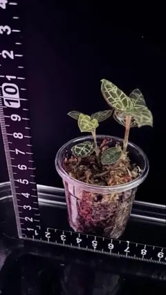 2026年最新】マコデスペトラ斑入りの人気アイテム - メルカリ