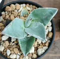 2026年最新】アガベモンタナの人気アイテム - メルカリ