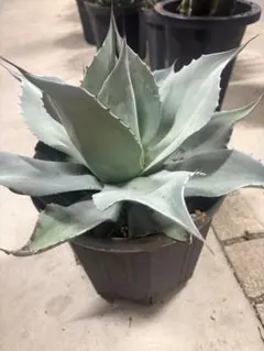 2026年最新】オバティフォリア フロスティブルーの人気アイテム - メルカリ