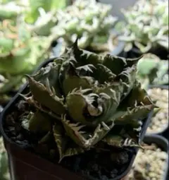 2026年最新】アガベ皇冠 クラウンの人気アイテム - メルカリ