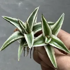 2026年最新】アガベ 笹の雪 氷山の人気アイテム - メルカリ