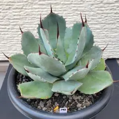 2026年最新】アガベ パリー 大株の人気アイテム - メルカリ