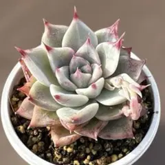 2026年最新】リンゼアナの人気アイテム - メルカリ