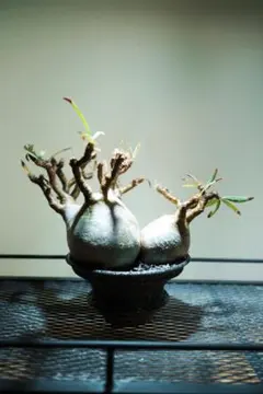 2026年最新】カタチ製作所 鉢の人気アイテム - メルカリ