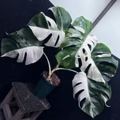 2026年最新】モンステラ ホワイトタイガー ハーフムーンの人気アイテム