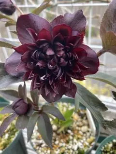 クリスマスローズ 認定！美黒姫 加藤農園 - メルカリ