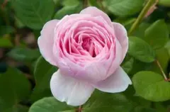 2026年最新】ジェフハミルトン 苗の人気アイテム - メルカリ