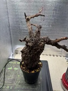 2026年最新】オペルクリカリアパキプス ベアルートの人気アイテム