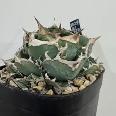 2026年最新】麻花龍 アガベの人気アイテム - メルカリ