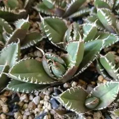 2026年最新】アガベ 海王の人気アイテム - メルカリ