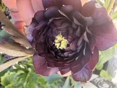 2026年最新】広瀬園芸のクレオパトラの人気アイテム - メルカリ