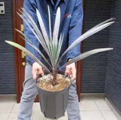 2026年最新】ビスマルキア・シルバーの人気アイテム - メルカリ