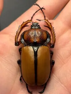 2026年最新】テナガコガネの人気アイテム - メルカリ