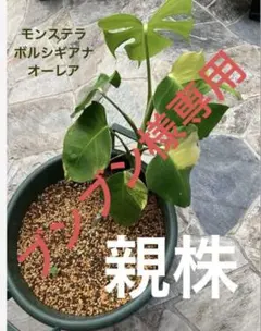 2026年最新】モンステラ オーレアの人気アイテム - メルカリ