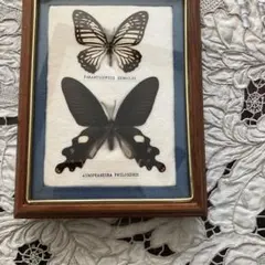 2026年最新】蝶 標本の人気アイテム - メルカリ