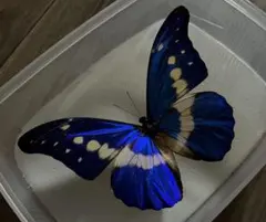 2026年最新】ヘレナモルフォ 標本の人気アイテム - メルカリ