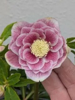 2026年最新】広瀬 ソレイユの人気アイテム - メルカリ