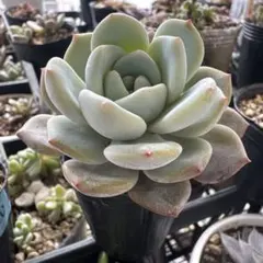 2026年最新】リンゼアナ 中里の人気アイテム - メルカリ