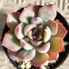 2026年最新】ロウルサンコの人気アイテム - メルカリ