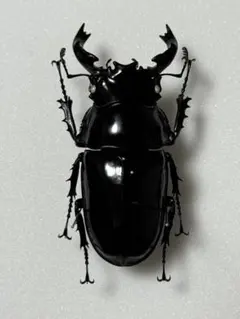 2026年最新】タランドゥスオオツヤクワガタ標本の人気アイテム - メルカリ