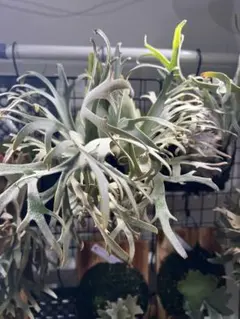 2026年最新】jenny tcの人気アイテム - メルカリ