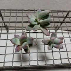 2026年最新】千代田の松の人気アイテム - メルカリ