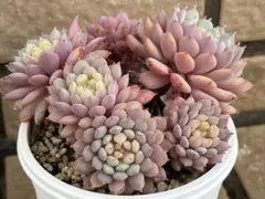 2026年最新】おらいさん苗 ちょこんの人気アイテム - メルカリ