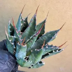 2026年最新】アガベ イランの人気アイテム - メルカリ