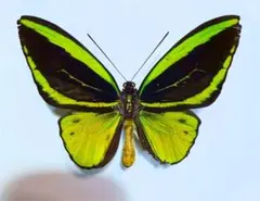 2026年最新】トリバネアゲハ 標本の人気アイテム - メルカリ