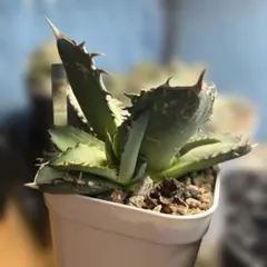 2026年最新】オアハカ 子株の人気アイテム - メルカリ