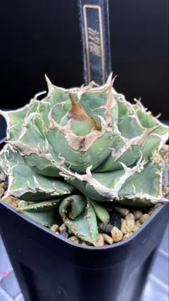 2026年最新】皇冠 子株の人気アイテム - メルカリ