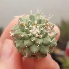 2026年最新】菊水の人気アイテム - メルカリ